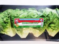 Cogollitos-Lechuga-Hidroponico