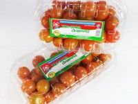 Tomate-cherry-Hidroponico