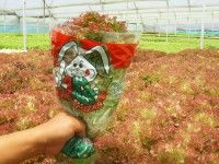 lechuga-morada-crespa-bolsa