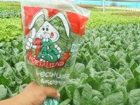 lechuga-romana-bolsa