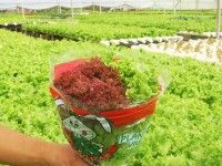 lechuga-tropical-mix-bolsa
