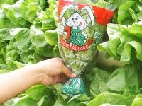 lechuga-verde-lisa-bolsa